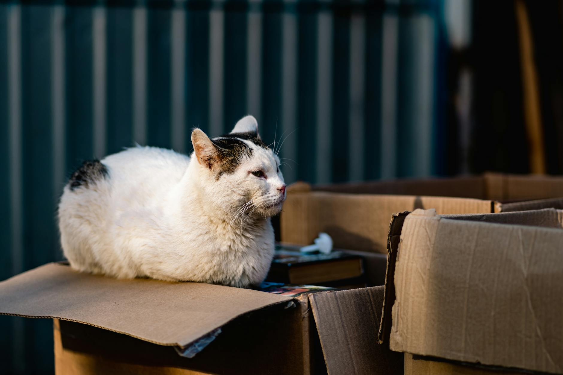 Is It Safe for Cats to Chew on Cardboard Food Boxes - Featured image