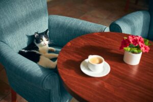 Is It Safe for Cats to Chew on Coffee Pods - Featured image