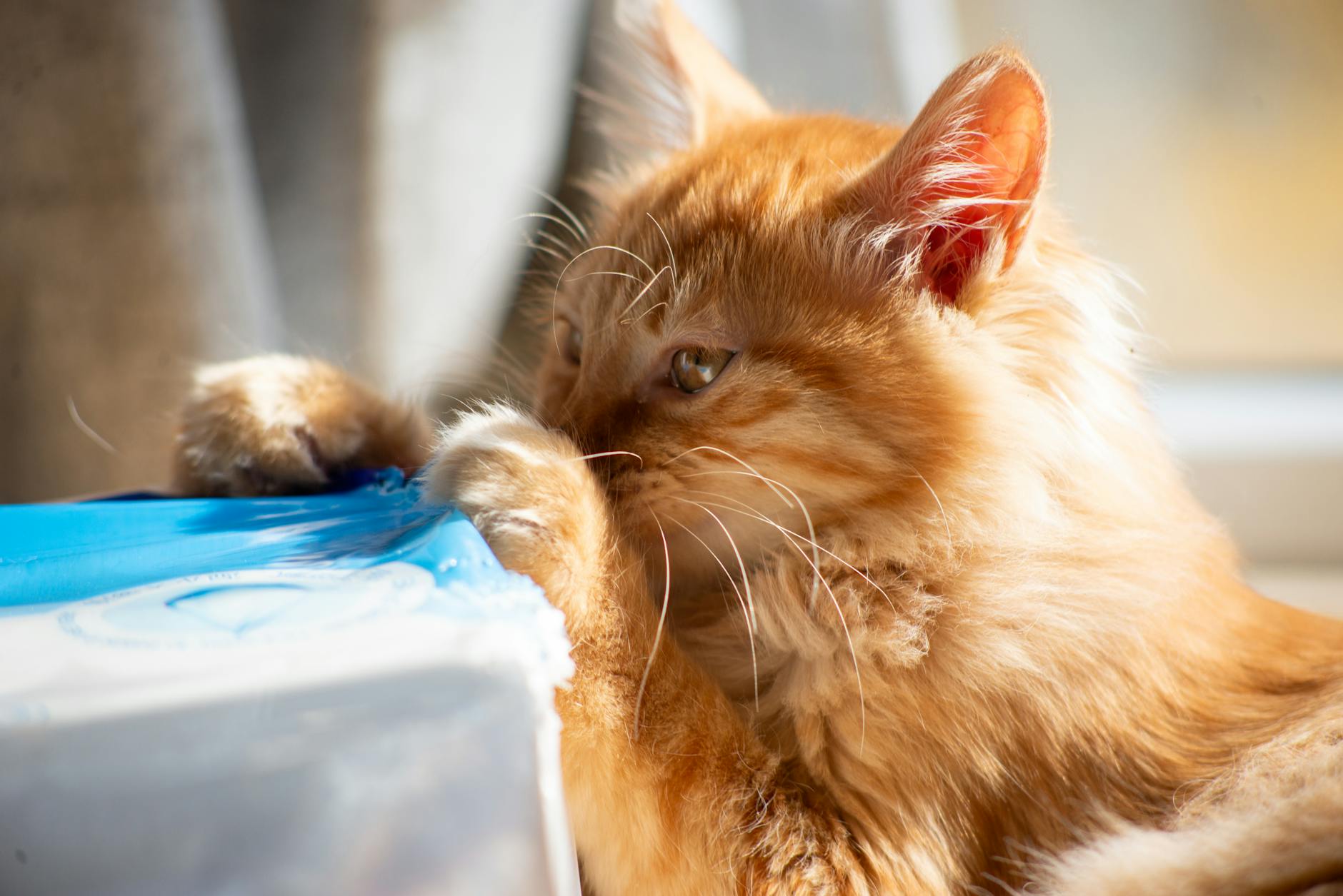 Is It Safe for Cats to Chew on Paper Cups - Featured image