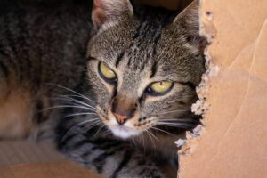 Is It Safe for Cats to Chew on Plastic Wrap - Featured image