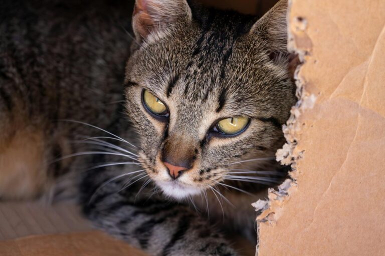 Is It Safe for Cats to Chew on Plastic Wrap - Featured image