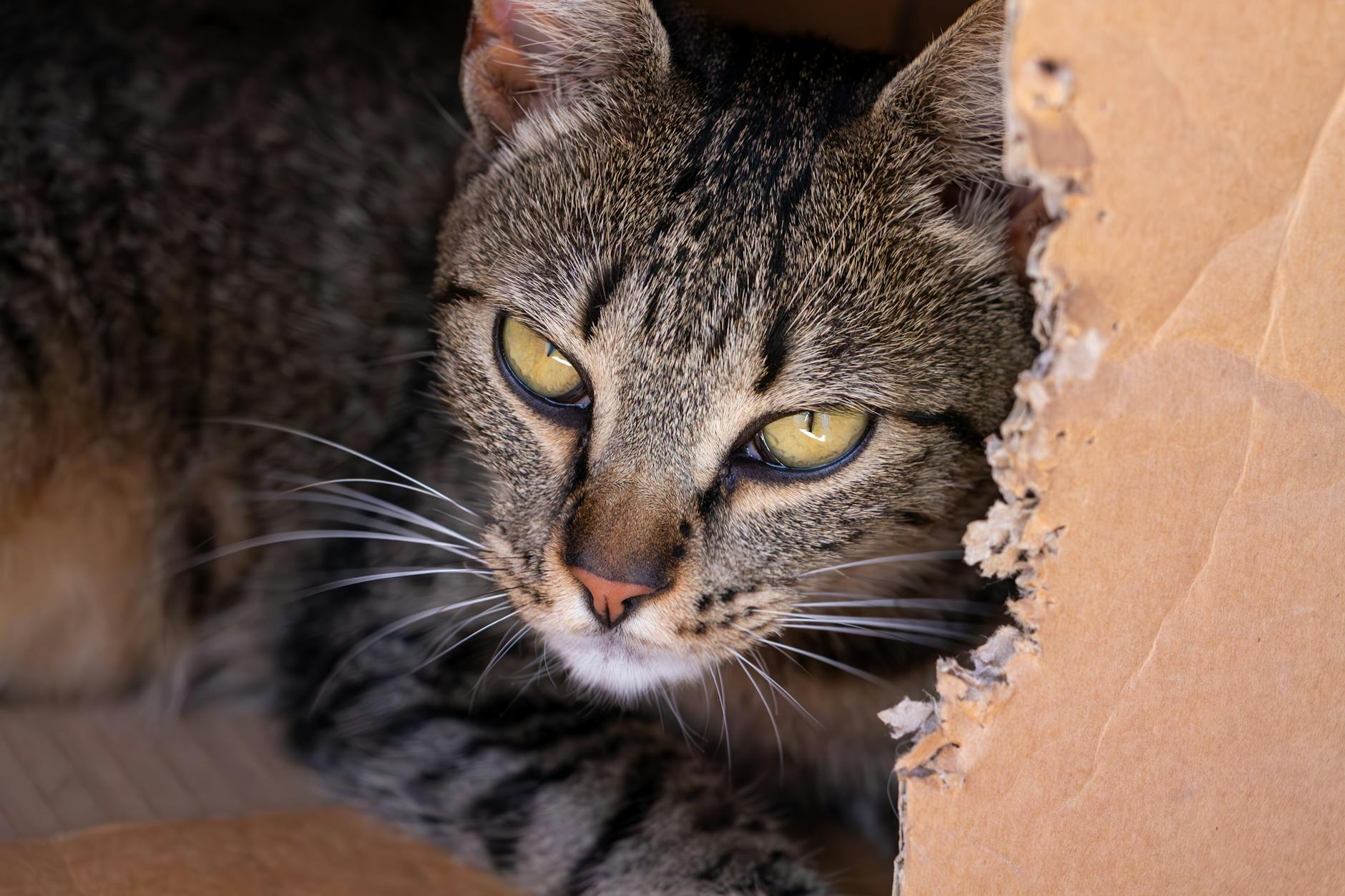 Is It Safe for Cats to Chew on Plastic Wrap - Featured image