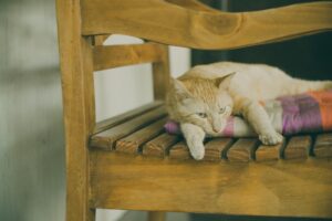 Is It Safe for Cats to Chew on Wooden Spoons - Featured image