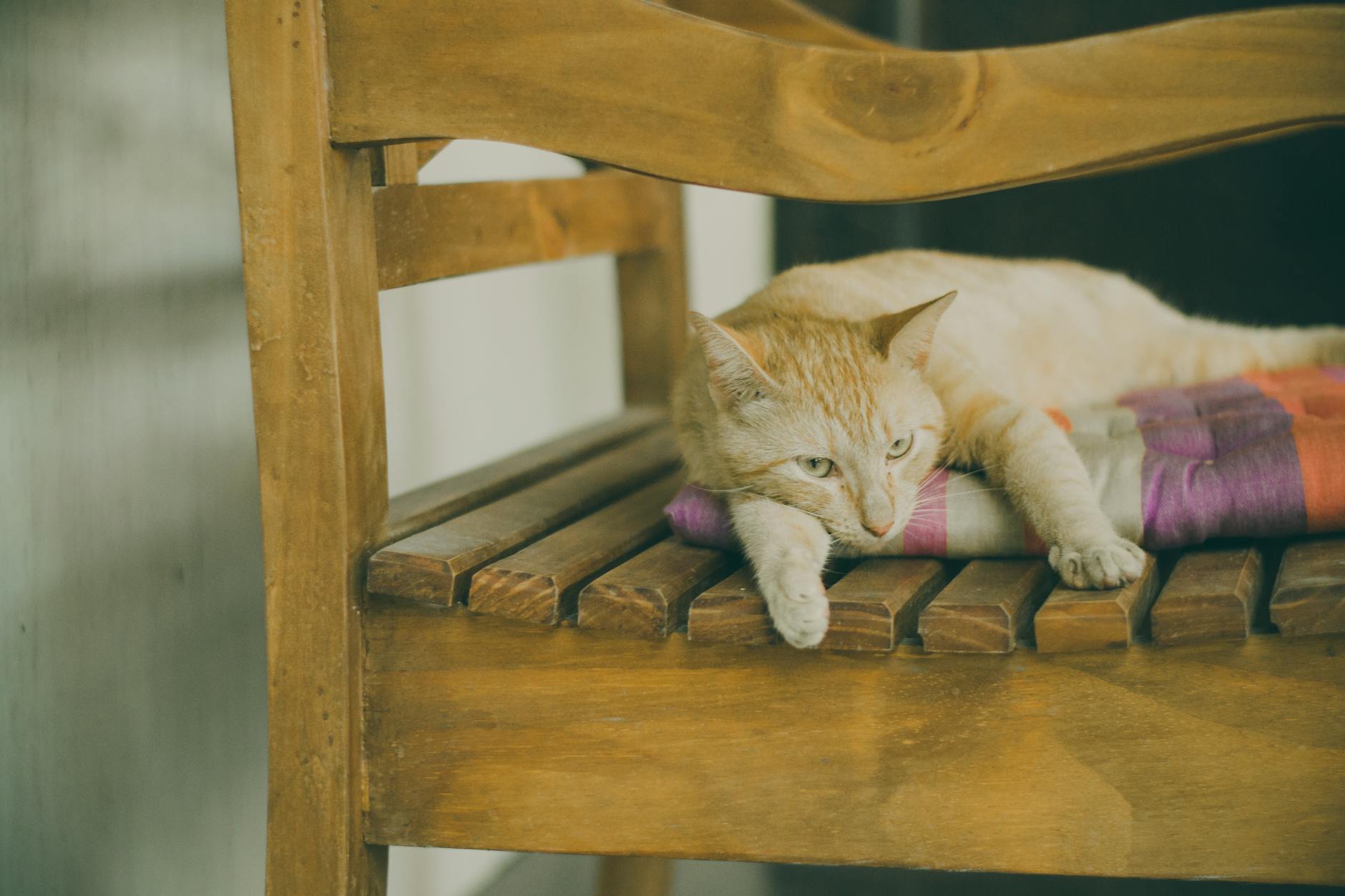 Is It Safe for Cats to Chew on Wooden Spoons - Featured image
