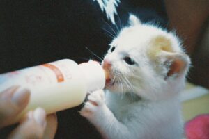 is it safe for cats to drink bottled water - Featured image