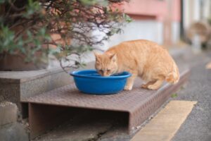 is it safe for cats to drink from fountains - Featured image