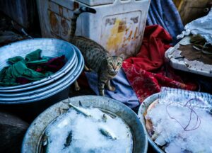 Is It Safe for Cats to Drink From Fish Tanks - Featured image