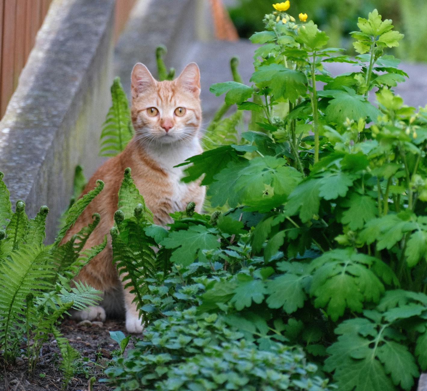 Is It Safe for Cats to Drink From Garden Hose Water - Featured image