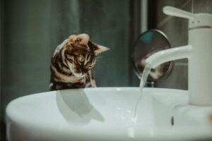 Is It Safe for Cats to Drink From My Bathroom Sink - Featured image