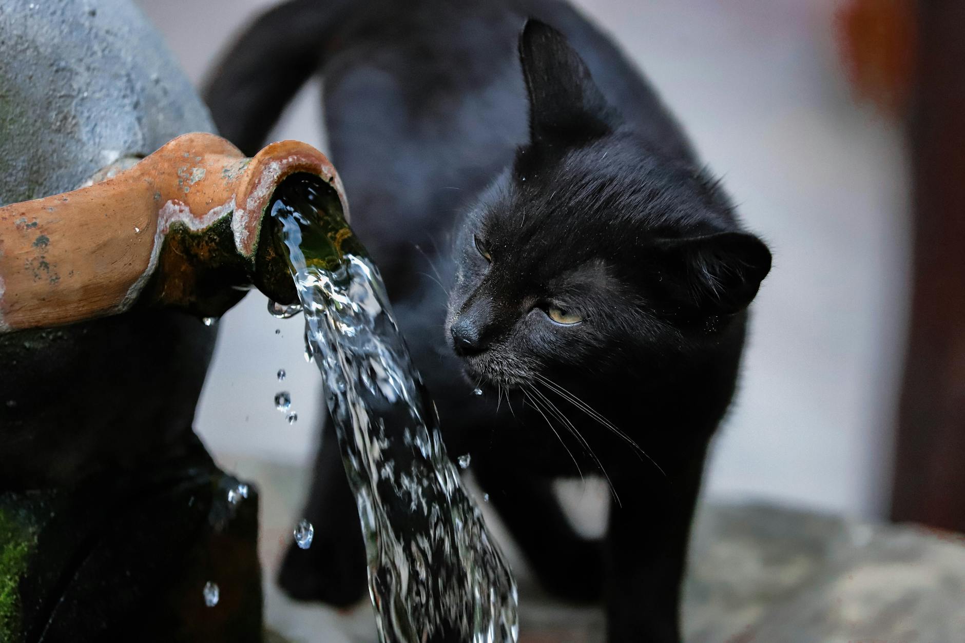 Is It Safe for Cats to Drink From Outside Puddles - Featured image