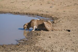 is it safe for cats to drink from puddles - Featured image