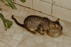 Is It Safe for Cats to Drink From Plant Saucers - Featured image