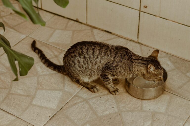 Is It Safe for Cats to Drink From Plant Saucers - Featured image