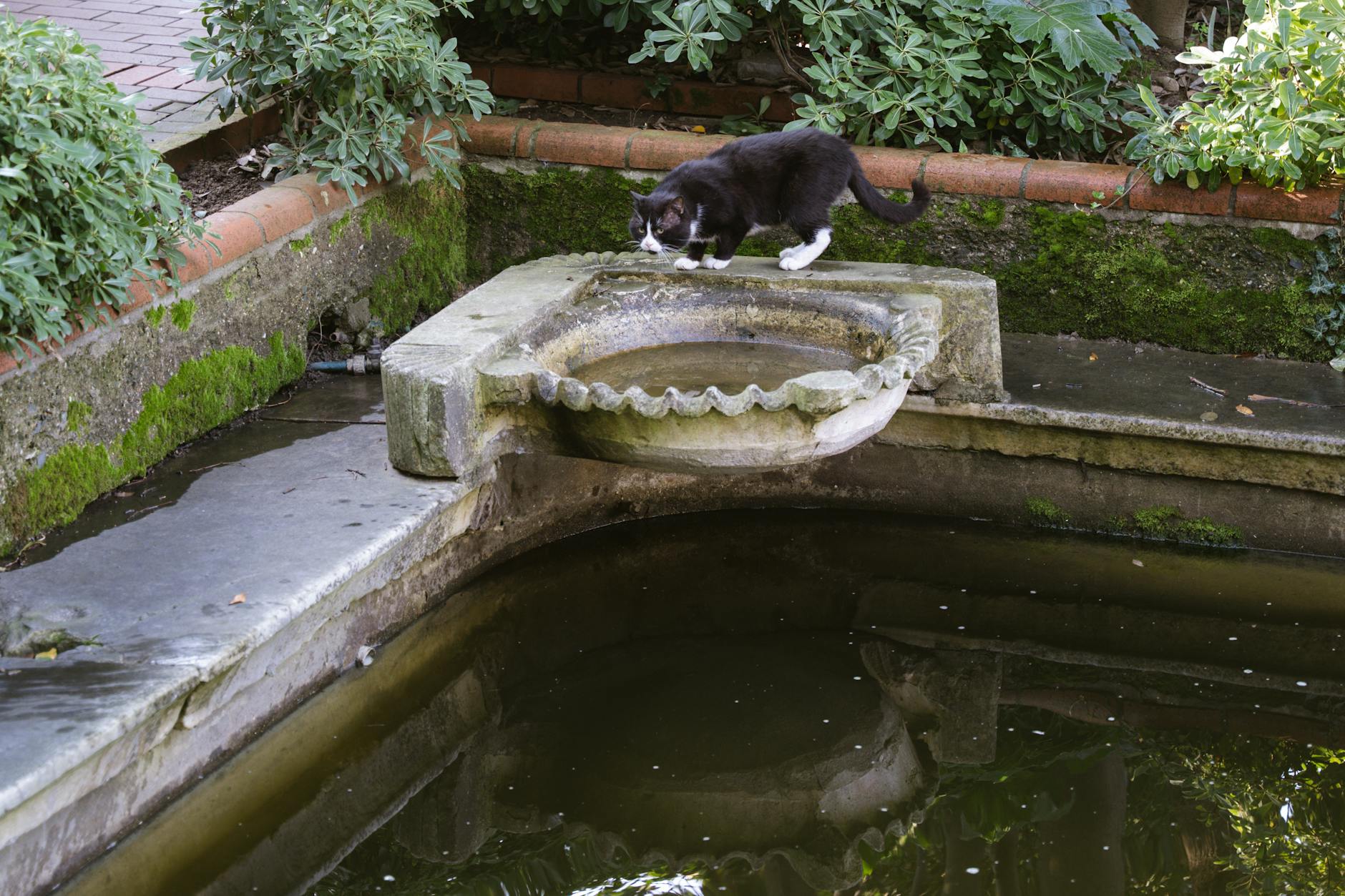 Is It Safe for Cats to Drink From Rainwater Barrels - Featured image