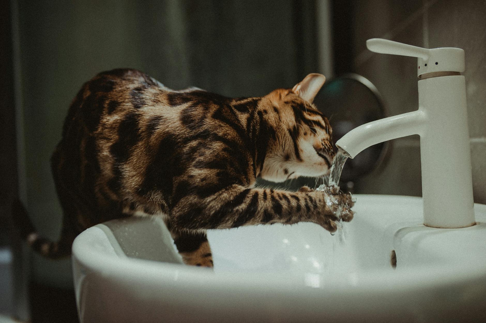Is It Safe for Cats to Drink From Swimming Pools - Featured image