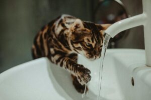 Is It Safe for Cats to Drink From the Toilet - Featured image
