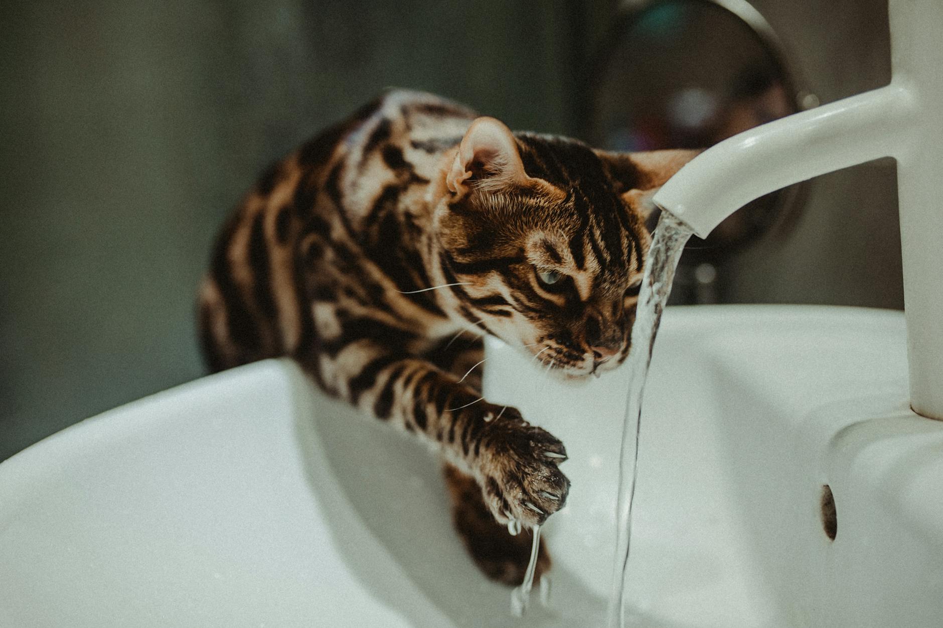 Is It Safe for Cats to Drink From the Toilet - Featured image