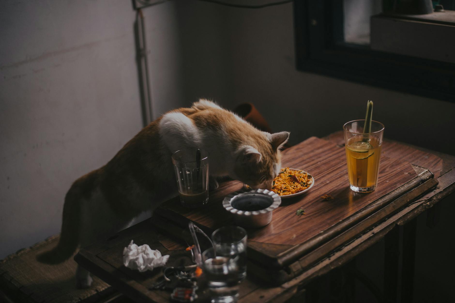 is it safe for cats to drink from toilet water - Featured image