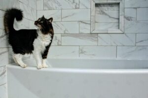Is It Safe for Cats to Drink From the Bathtub - Featured image