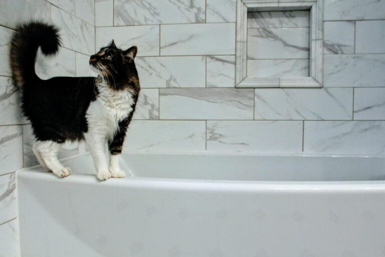 Is It Safe for Cats to Drink From the Bathtub - Featured image