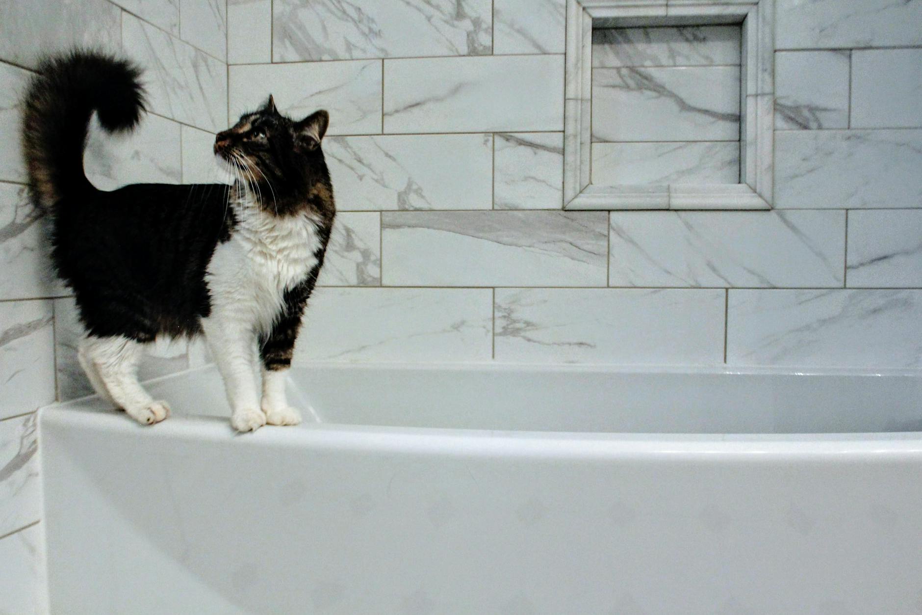 Is It Safe for Cats to Drink From the Bathtub - Featured image