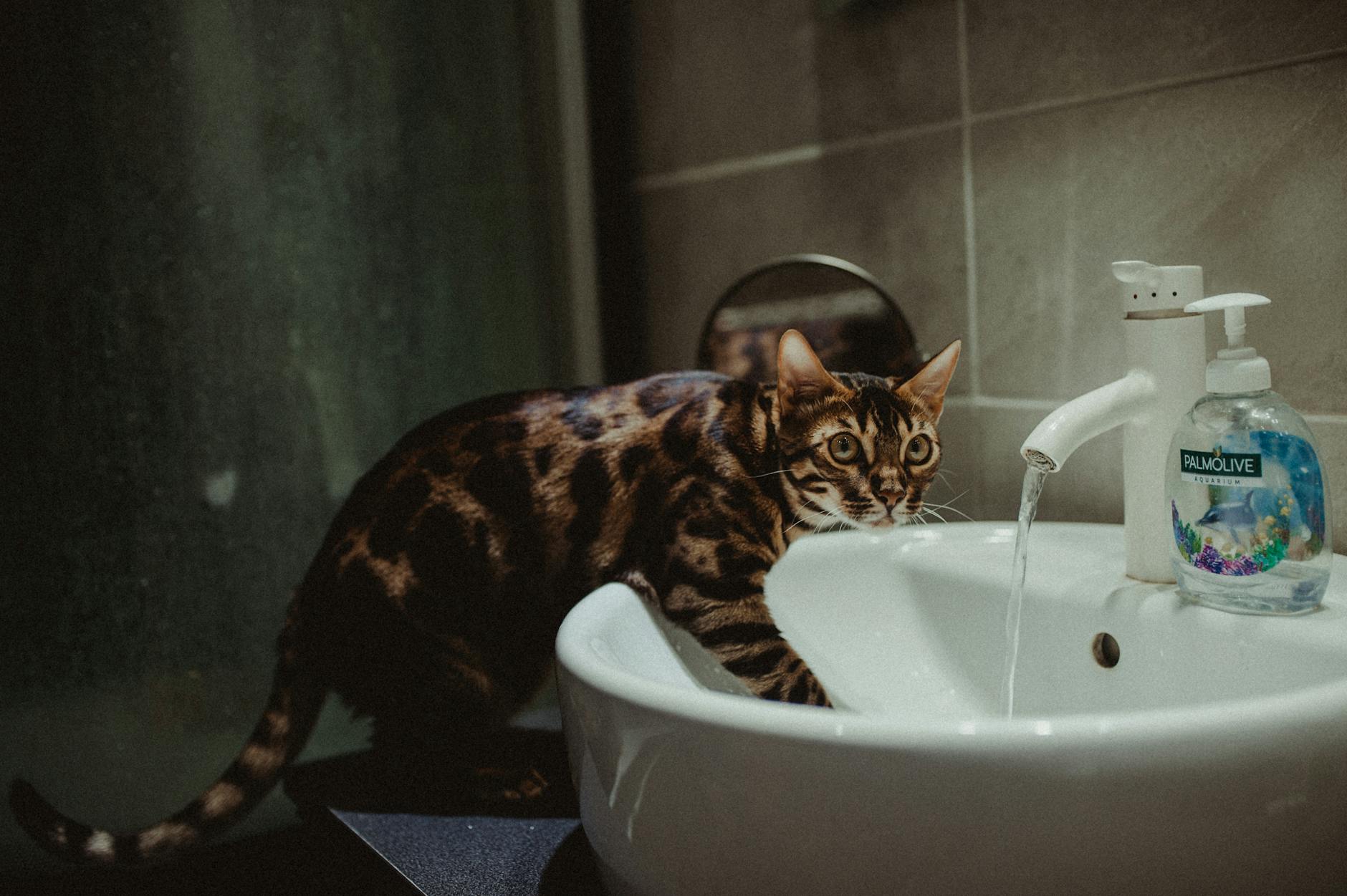 is it safe for cats to drink tap water - Featured image