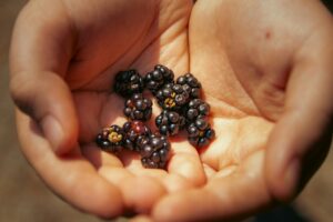 is it safe for cats to eat blackberries - Featured image