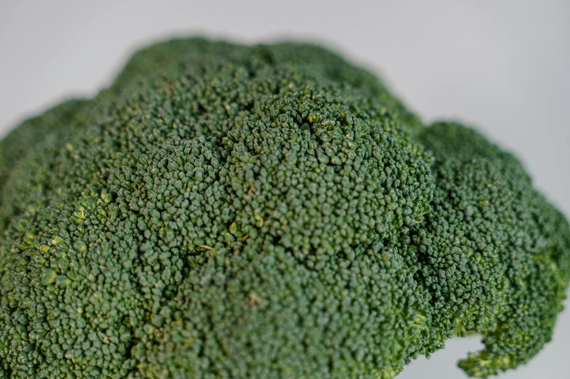 is it safe for cats to eat broccoli - Featured image
