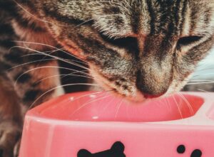 is it safe for cats to eat brown rice - Featured image