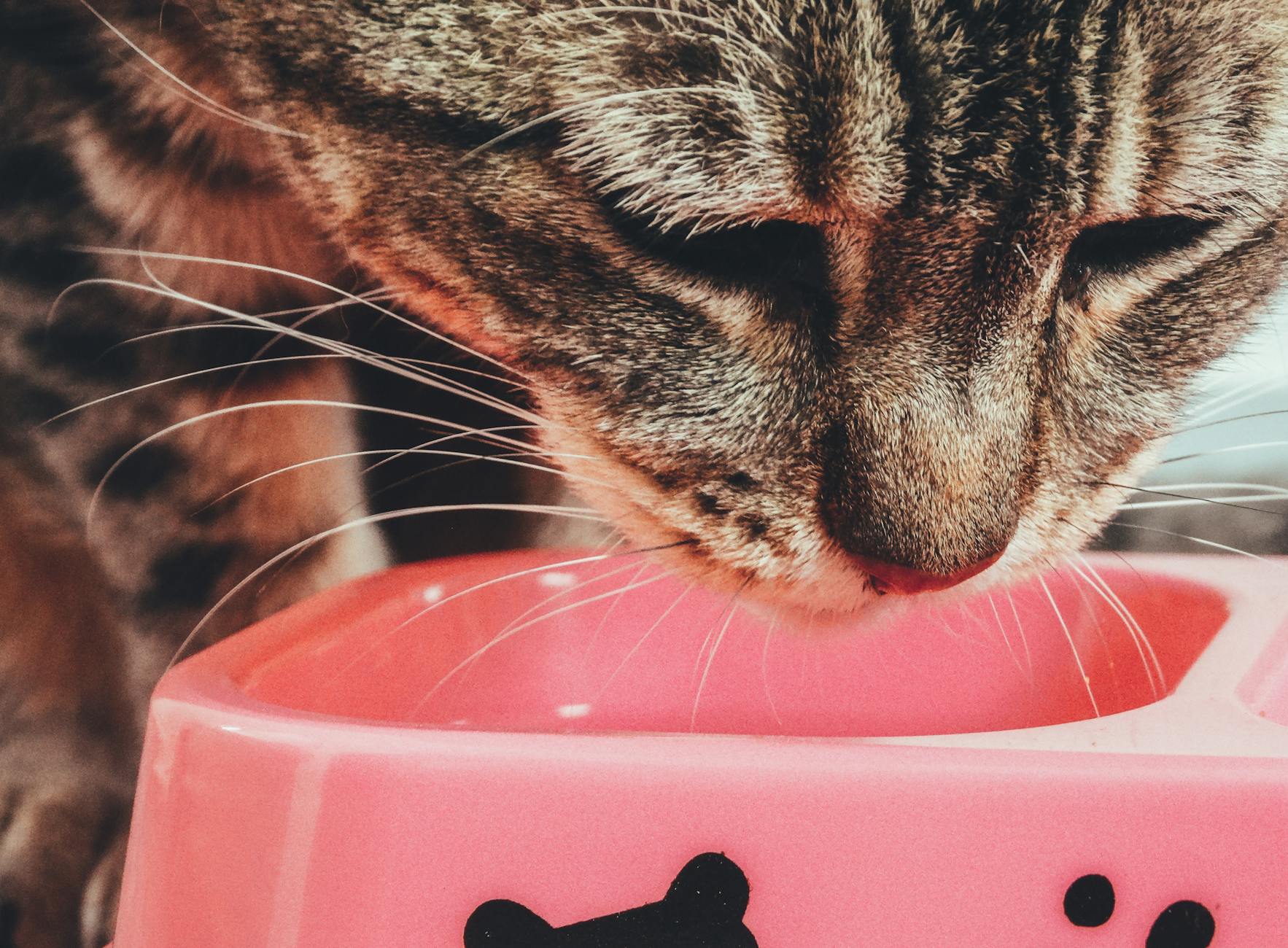is it safe for cats to eat brown rice - Featured image