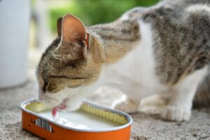 is it safe for cats to eat canned tuna - Featured image