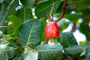 is it safe for cats to eat cashews - Featured image