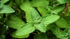 is it safe for cats to eat catnip daily - Featured image