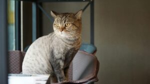 is it safe for cats to eat chocolate accidentally - Featured image