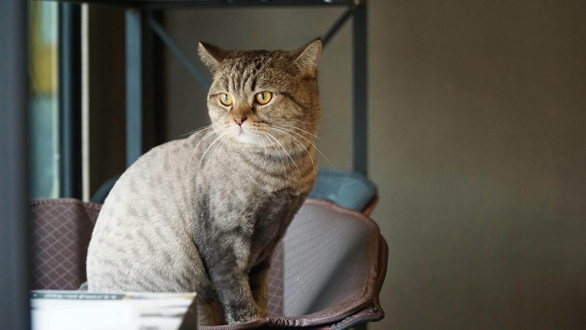 is it safe for cats to eat chocolate accidentally - Featured image