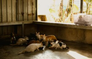 is it safe for cats to eat cooked chicken - Featured image