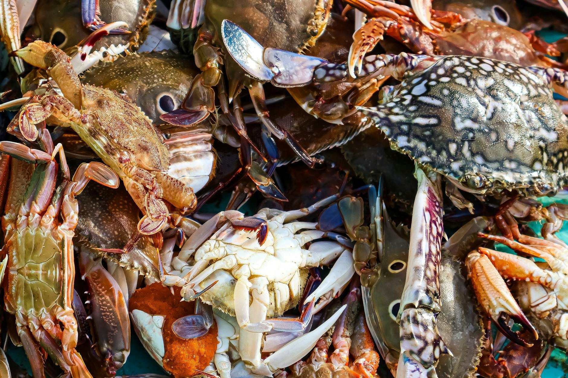 is it safe for cats to eat crab - Featured image