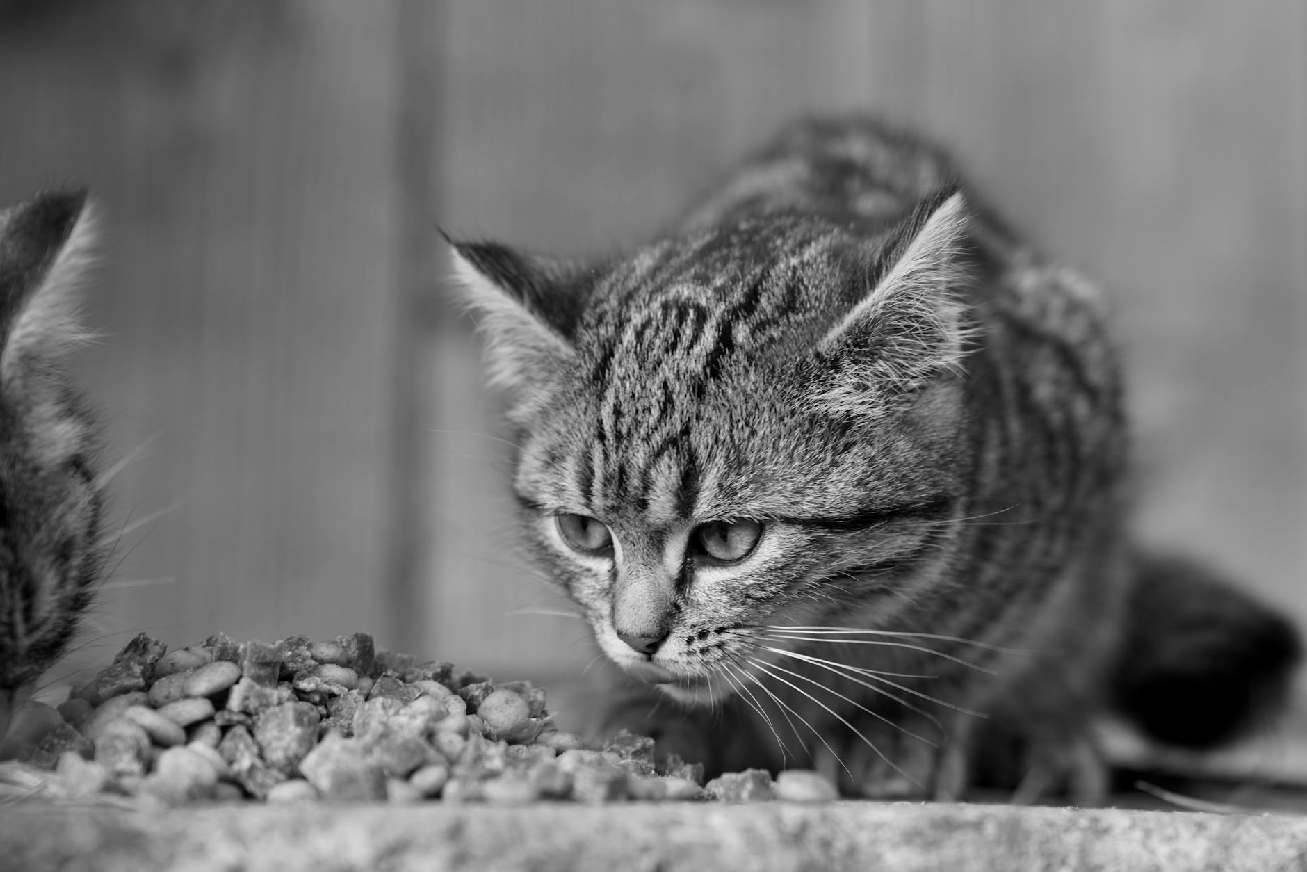 Is It Safe for Cats to Eat Food Off the Table - Featured image