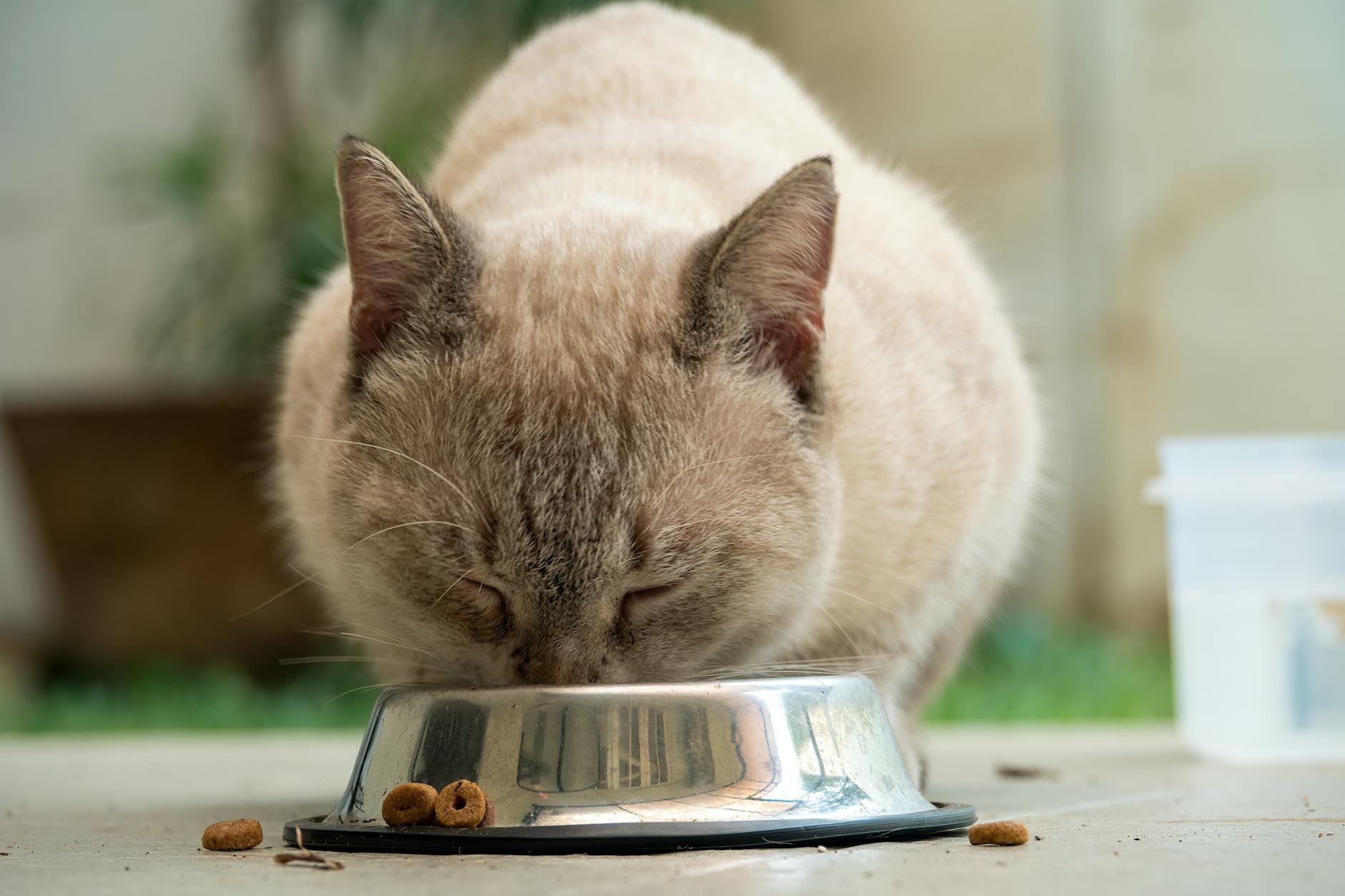 Is It Safe for Cats to Eat Food Off the Floor - Featured image
