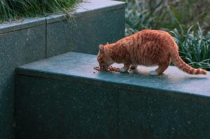 Is It Safe for Cats to Eat Food That Fell Outside - Featured image
