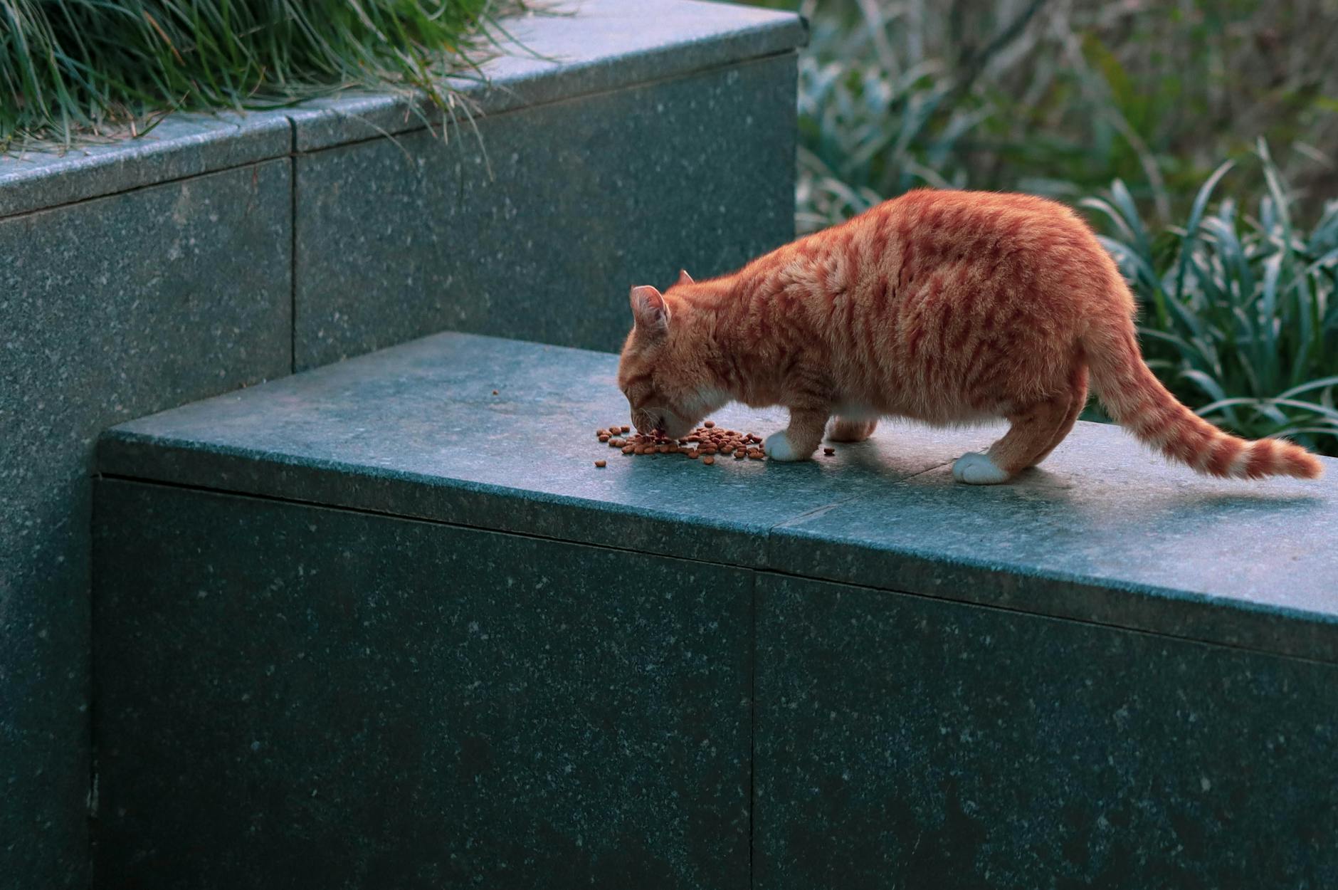 Is It Safe for Cats to Eat Food That Fell Outside - Featured image