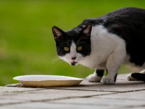Is It Safe for Cats to Eat Food That Fell in the Sink - Featured image