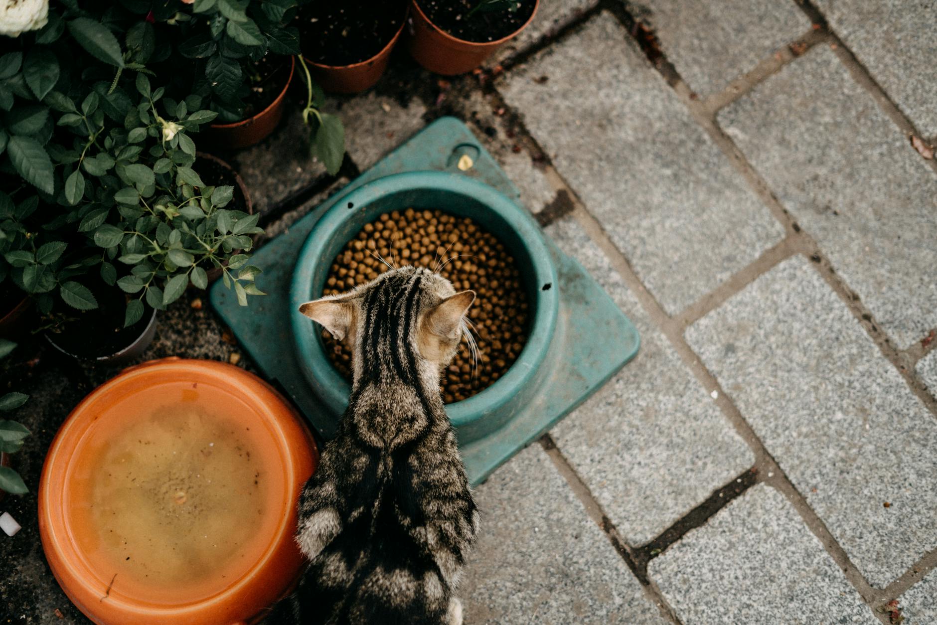 Is It Safe for Cats to Eat Food With Mold Spots - Featured image