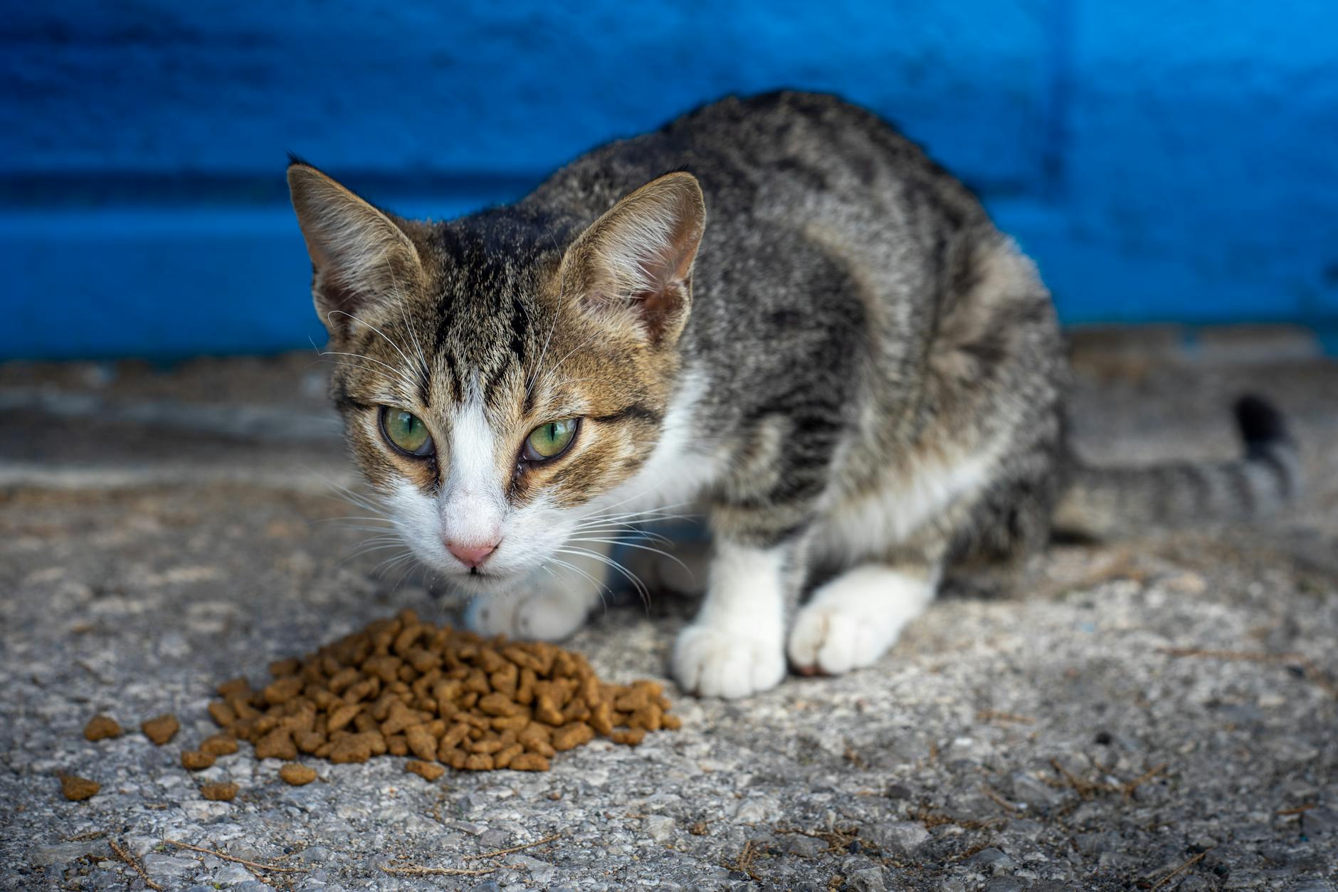 Is It Safe for Cats to Eat Food With Ants On It - Featured image