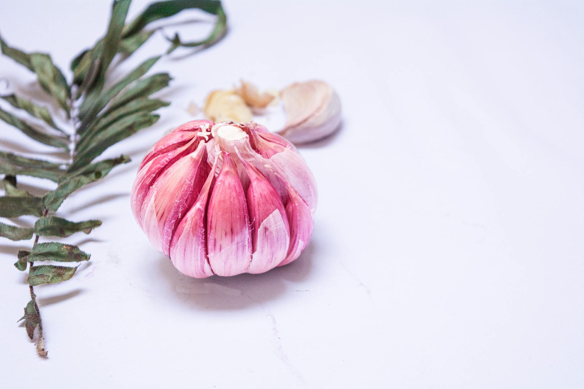 is it safe for cats to eat garlic - Featured image