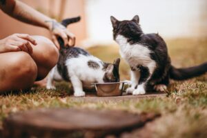 is it safe for cats to eat grass outside - Featured image