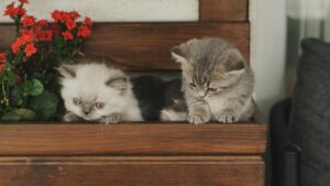 is it safe for cats to eat houseplants - Featured image