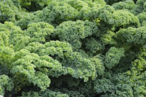 is it safe for cats to eat kale - Featured image
