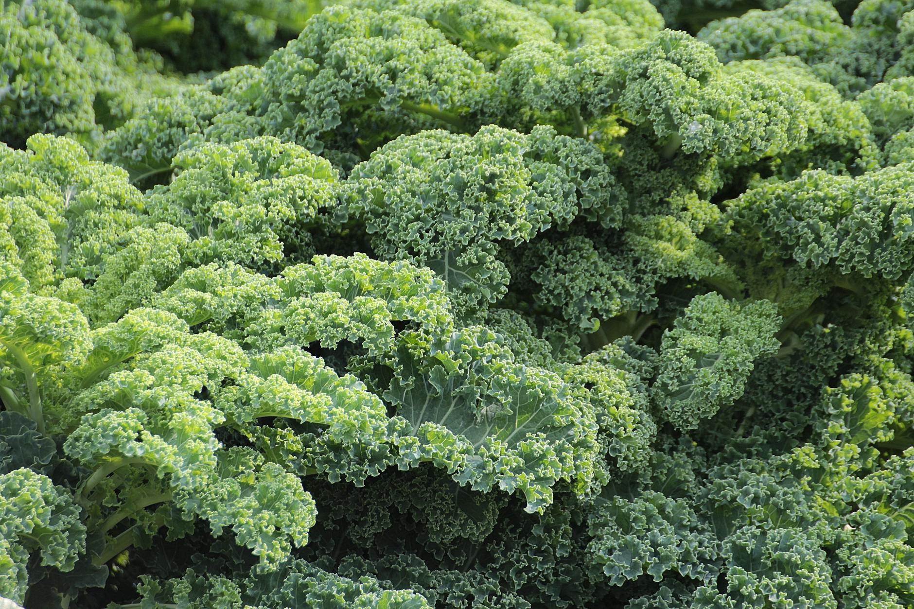 is it safe for cats to eat kale - Featured image