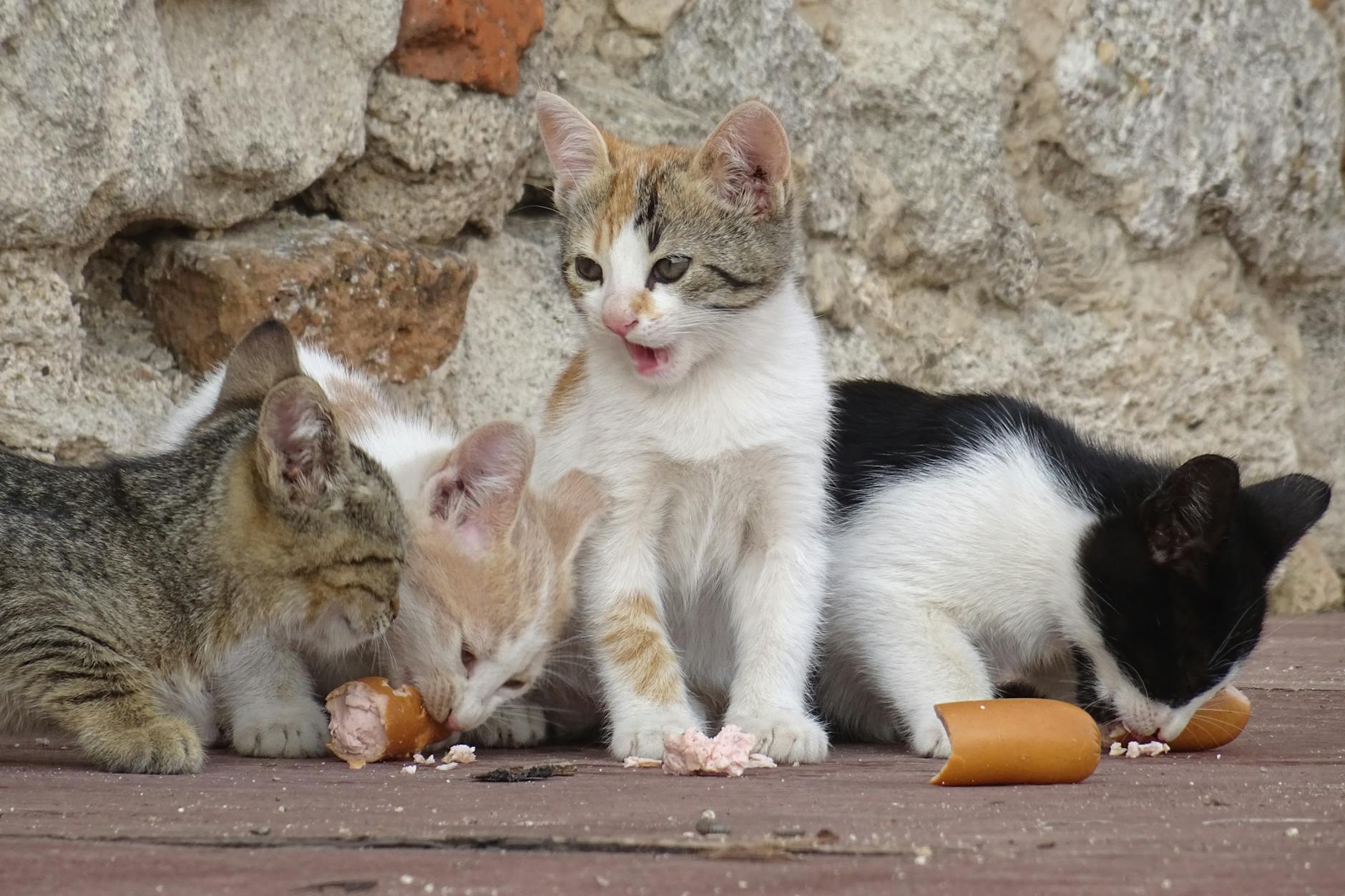 is it safe for cats to eat mayonnaise - Featured image